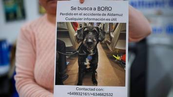 Überraschung nach Zugunglück in Spanien: Vermisster Hund Boro lebend gefunden