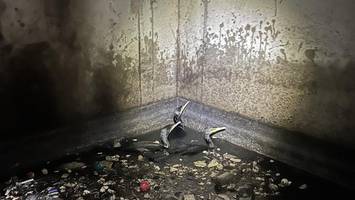 rettungsaktion am tempelhofer hafen: knapp 80 kormorane aus notlage befreit