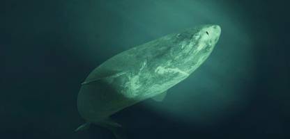 Grönlandhaie werden 400 Jahre alt, ihre Augen funktionieren trotzdem