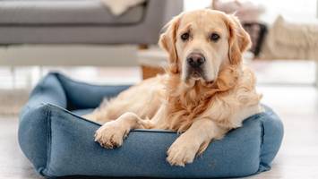 Unfassbar: Autofahrer tötet Golden Retriever – und flüchtet