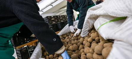kartoffeln für alle: in berlin werden tonnenweise erdäpfel verschenkt