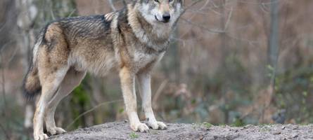 Totes Schaf: War schon wieder der Wolf im Unterallgäu?