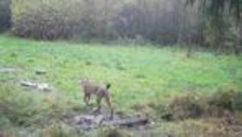Projekt Wiederansiedlung: NRW soll Brücke für den Luchs sein - es ist fünf vor zwölf