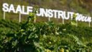 Weinanbau: Weinbau Saale-Unstrut: Sorgen trotz voller Keller