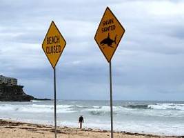 Angriff beim Klippenspringen: Zwölfjähriger nach Hai-Attacke in Sydney gestorben