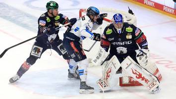 eisbären: wenn der wille kleine wunder bewirkt