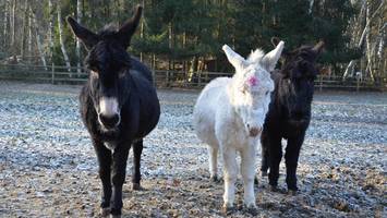 ab zum schlachter? wer rettet 200 tiere aus insolventem park?