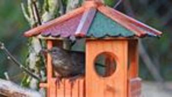 vögel: 100 vogelarten schon im januar in rheinland-pfalz gesichtet