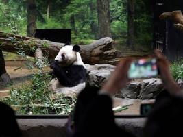 japan: xiao xiao und lei lei müssen gehen