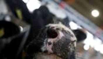 Fall in den Niederlanden: Erstmals Vogelgrippe bei Kuh außerhalb der USA nachgewiesen