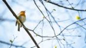 vögel: mehr als 100 vogelarten schon im januar in hessen gesichtet