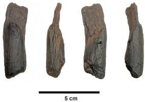 menschheitsgeschichte: seit wann hantiert der mensch mit holz?