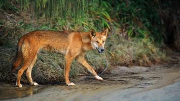 Australiens Regierung reagiert auf Attacken – Dingo-Keulung schockt Tierschützer