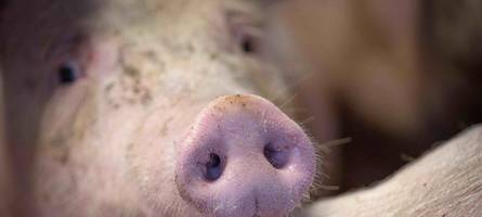 „Man hat das Gefühl, es nie richtig zu machen“: Mit diesen Herausforderungen kämpfen Schweinezüchter