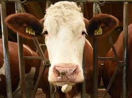 H5N1: Erstmals Vogelgrippe bei Milchkuh in Europa nachgewiesen
