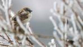 Jährliche Mitmachaktion: So wenig Wintervögel gezählt wie noch nie