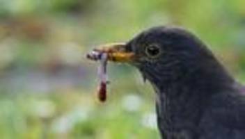 Naturschutz: Vogelzählaktion des Nabu: Wieder mehr Amseln