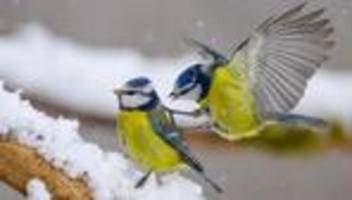 stunde der wintervögel: nabu meldet niedrigste zahl gesichteter wintervögel seit 2011