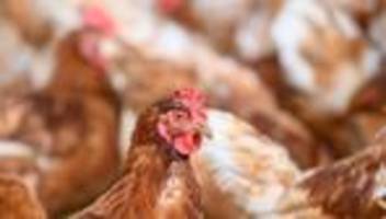 Tiergesundheit: Geflügelpest im Jerichower Land: 30.800 Hühner getötet