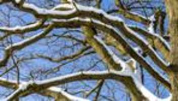 Tödlicher Unfall: Frau in Nürnberg von Ast erschlagen