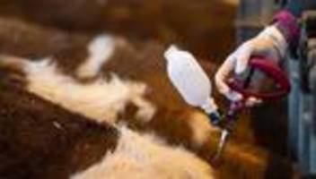 Virusbekämpfung: Staudte ruft zum Impfen gegen Blauzungenvirus auf