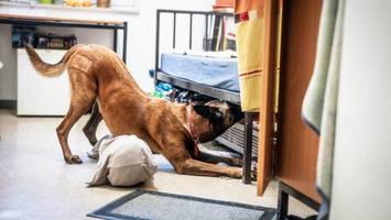 diese drogen erschnüffelten spürhunde in berlins gefängnissen