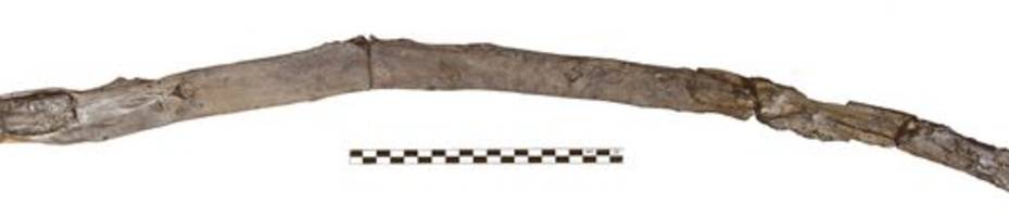 Anthropologie: Vielleicht älteste Holzwerkzeuge der Menschheit in Griechenland entdeckt