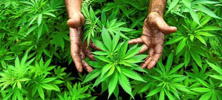 der strafbare handel mit hanf-blüten kostet einen ladenbetreiber ein vermögen