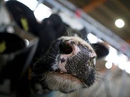 H5N1: Erstmals Vogelgrippe bei Milchkuh in Europa nachgewiesen