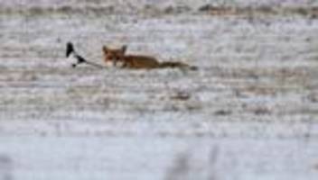 Dürre: Winter laut Wissenschaftlern deutlich zu trocken