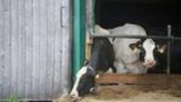 gequälte rinder: prozess gegen mitarbeiter im tierschutzskandal eingestellt
