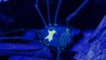 Naturphänomen: Weberknechte mit Rückenleuchte