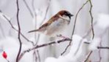 Naturschutz: Vogelzählaktion des Nabu: Weniger Spatzen im Nordosten