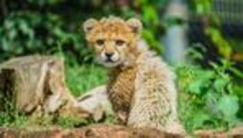 Tier eingeschläfert: Trauer um Assama - Junge Sudan-Gepardin ist tot