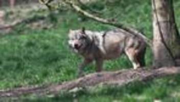 Tiere: Darum soll der Wolf jetzt erschossen werden