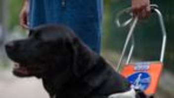 tiere: neun blindenhunde in sachsen-anhalt helfen im alltag