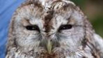 Tiere: Polizisten retten verletzten Waldkauz von Straße