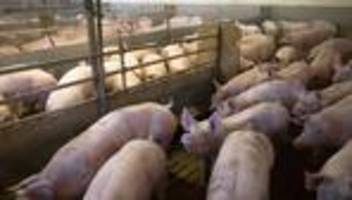 Tierhaltung: Bauernverband: Massiver Schweinestau in MV und Brandenburg