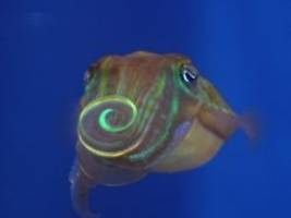 Spezielles Armpaar: Tintenfische flirten mit Bling-Bling, aber für Menschen unsichtbar