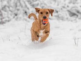 was möglich ist und was nicht : steuern sparen mit dem hund?