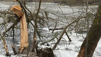 Wildes Berlin: Was Biber im Südwesten am Buschgraben anrichten