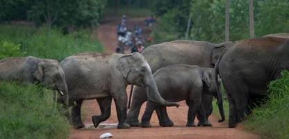 Thailand setzt bei wilden Elefanten erstmals Verhütungsspritze ein