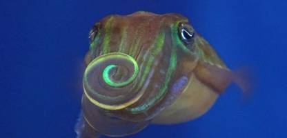 tintenfische flirten mit ihren armen als werbeplakat