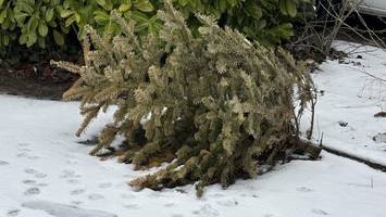 alte weihnachtsbäume: warum beim abholen geduld nötig ist