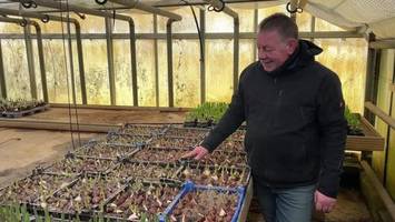 tulpen aus neuengamme bringen jetzt schon den frühling ins haus