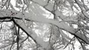 Gefährliches Winterwetter: Ast bricht unter Schneelast: Radfahrer gestorben