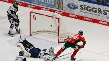 Frustrierte Eisbären haben jetzt viel Zeit, alles zu verdrängen