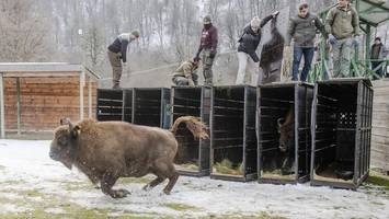 Zwölf Wisente aus dem Tierpark Berlin im Kaukasus ausgewildert