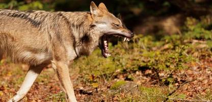 Wölfe in Deutschland: »Die Jagd hilft, den Wolf zu schützen«, sagt ein Naturschutzbiologe