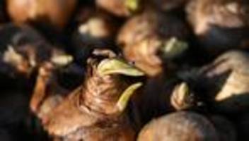 Landesgartenschau: Rund eine Million Zwiebeln für Thüringer Landesgartenschau